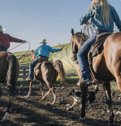 cowboys-and-cowgirls-on-horses-lassoing-bull-ente-2022-03-04-01-46-06-utc (1x)